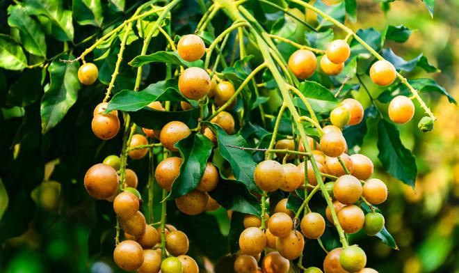 南方的宝藏果实—黄皮果麻将胡了游戏原产于中国(图2) 南方的宝藏果实—黄皮果麻将胡了游戏原产于中国(图2)