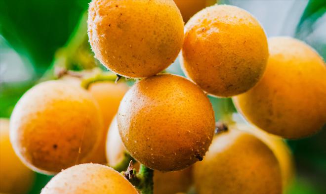 南方的宝藏果实—黄皮果麻将胡了游戏原产于中国