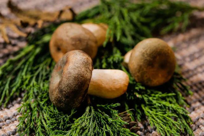 成为餐饮人新的灵感之都！麻将胡了山野系火了云南正(图7)