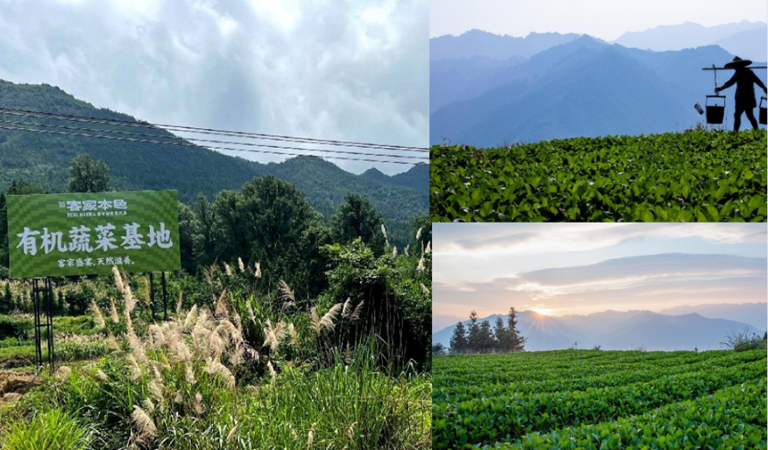 匠心传承文化 用有机重塑本味麻将胡了客家本色・客家菜:以(图4) 匠心传承文化 用有机重塑本味麻将胡了客家本色・客家菜:以(图4)