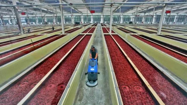 成都人屋头必有1罐！麻将胡了我敢赌：每个(图6)