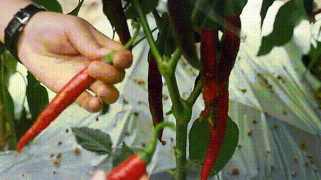 成都人屋头必有1罐！麻将胡了我敢赌：每个(图9)